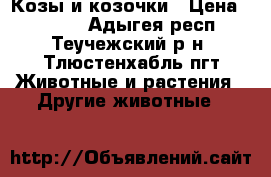 Козы и козочки › Цена ­ 2 000 - Адыгея респ., Теучежский р-н, Тлюстенхабль пгт Животные и растения » Другие животные   